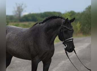 Classic Pony, Wallach, 8 Jahre, 14,1 hh, Schimmel