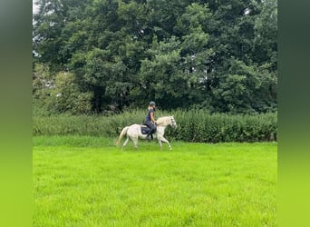 Classic Pony, Gelding, 8 years, 14 hh, Leopard-Piebald