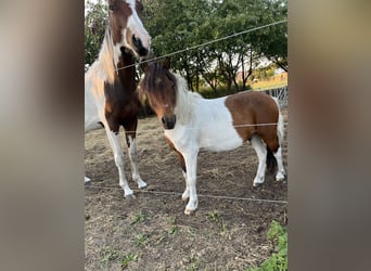 Classic Pony Mix, Wallach, 9 Jahre, 11 hh, Schecke