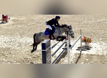 Classic Pony, Gelding, 9 years, 14.2 hh, Grey
