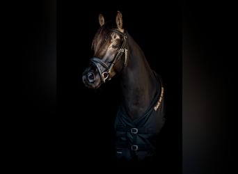 Classic Pony, Gelding, 9 years, 14 hh, Black