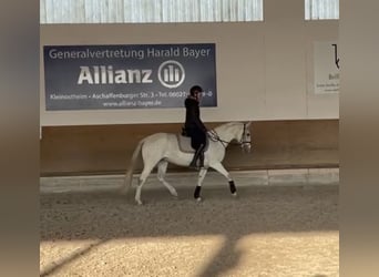 Classic Pony, Giumenta, 10 Anni, 147 cm, Grigio