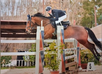 Classic Pony, Giumenta, 11 Anni, 149 cm, Baio