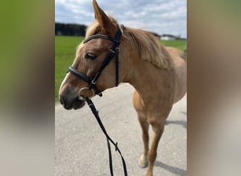 Classic Pony, Giumenta, 12 Anni, 145 cm, Baio chiaro