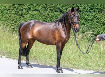 Classic Pony Mix, Giumenta, 14 Anni, 125 cm, Baio
