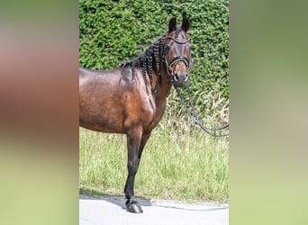Classic Pony Mix, Giumenta, 14 Anni, 125 cm, Baio