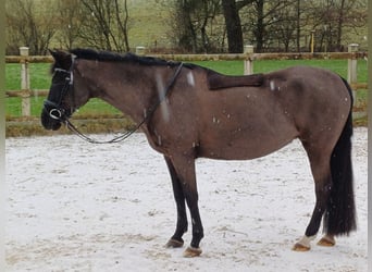 Classic Pony, Giumenta, 15 Anni, 148 cm, Morello