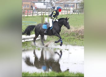 Classic Pony, Giumenta, 15 Anni, 148 cm, Morello