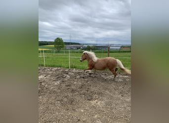 Classic Pony, Giumenta, 16 Anni, 115 cm, Sauro