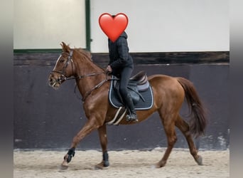 Classic Pony, Giumenta, 17 Anni, 145 cm, Sauro
