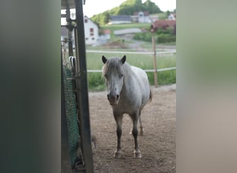 Classic Pony, Giumenta, 18 Anni, 110 cm, Grigio