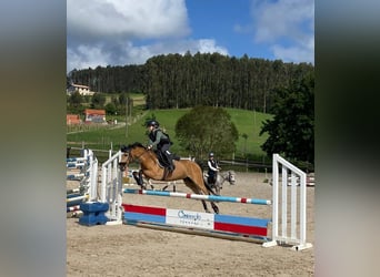 Classic Pony, Giumenta, 19 Anni, 130 cm, Falbo