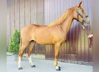 Classic Pony, Giumenta, 3 Anni, 135 cm, Sauro
