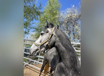 Classic Pony, Giumenta, 4 Anni, 152 cm, Grigio ferro