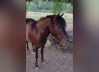 Classic Pony, Giumenta, 5 Anni, 116 cm, Morello