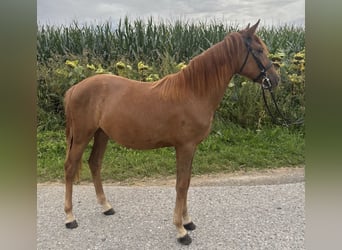 Classic Pony, Giumenta, 5 Anni, 135 cm, Sauro