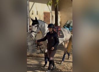 Classic Pony, Giumenta, 5 Anni, 146 cm, Grigio