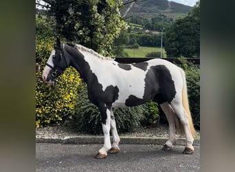 Classic Pony, Giumenta, 6 Anni, 138 cm, Pezzato