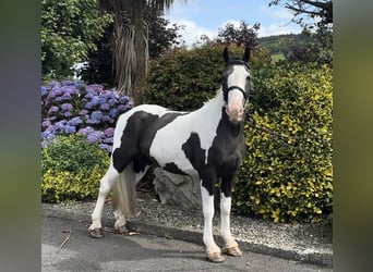 Classic Pony, Giumenta, 6 Anni, 138 cm, Pezzato