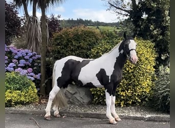 Classic Pony, Giumenta, 6 Anni, 138 cm, Pezzato