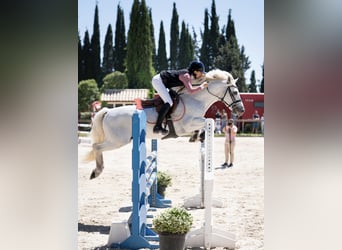 Classic Pony, Hengst, 10 Jaar, 147 cm, Schimmel