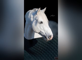 Classic Pony, Hengst, 10 Jaar, 147 cm, Schimmel
