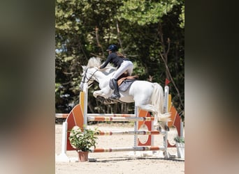 Classic Pony, Hengst, 10 Jaar, 147 cm, Schimmel