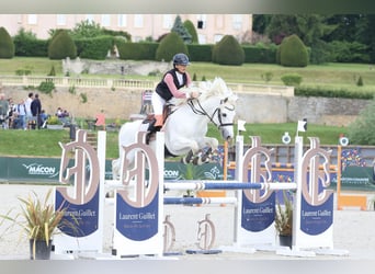 Classic Pony Mix, Hengst, 10 Jahre, 147 cm, Schimmel