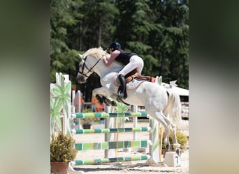 Classic Pony Mix, Hengst, 10 Jahre, 147 cm, Schimmel