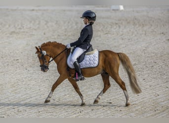 Classic Pony, Hengst, 16 Jaar, 104 cm, Vos