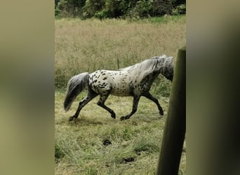 Classic Pony, Hengst, 16 Jahre, 107 cm, Tigerschecke