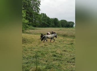 Classic Pony, Hengst, 16 Jahre, 107 cm, Tigerschecke