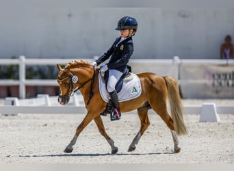 Classic Pony, Hengst, 17 Jaar, 104 cm, Vos