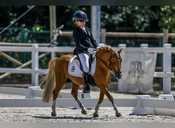 Classic Pony, Hengst, 17 Jaar, 104 cm, Vos