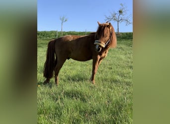 Classic Pony, Hengst, 17 Jahre, 100 cm