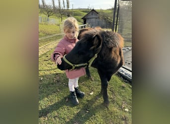 Classic Pony Mix, Hengst, 1 Jaar, 105 cm, Zwartbruin