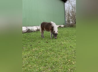 Classic Pony, Hengst, 1 Jaar, 108 cm