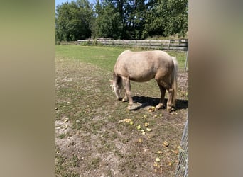 Classic Pony, Hengst, 1 Jaar, 110 cm, Zwart