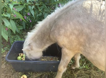 Classic Pony, Hengst, 1 Jaar, 110 cm, Zwart