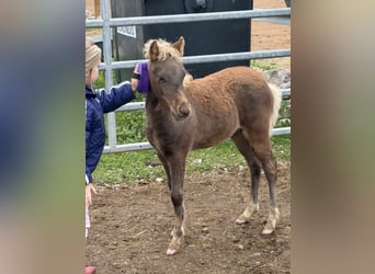 Classic Pony, Hengst, 1 Jaar, 113 cm, Donkere-vos