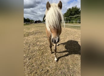 Classic Pony, Hengst, 1 Jaar, 95 cm, Vos