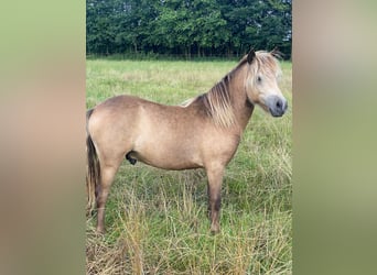 Classic Pony, Hengst, 1 Jaar, Buckskin