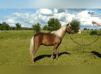 Classic Pony, Hengst, 1 Jahr, 110 cm