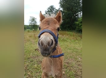 Classic Pony, Hengst, 1 Jahr