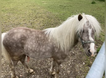 Classic Pony, Hengst, 2 Jaar, 124 cm, Zwartschimmel