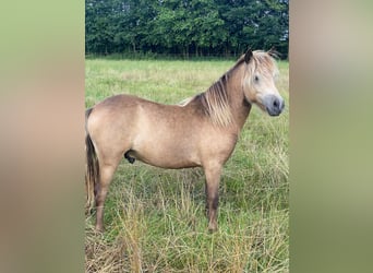 Classic Pony, Hengst, 2 Jaar, Buckskin
