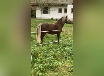 Classic Pony, Hengst, 2 Jahre, 105 cm, Brauner