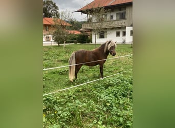 Classic Pony, Hengst, 2 Jahre, 105 cm, Brauner