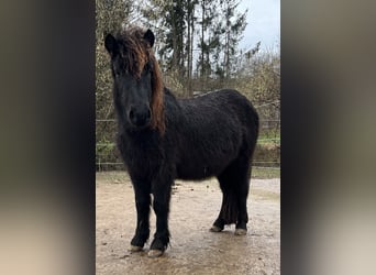 Classic Pony Mix, Hengst, 2 Jahre, 115 cm, Rappe