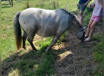 Classic Pony, Hengst, 2 Jahre, 130 cm, Schimmel